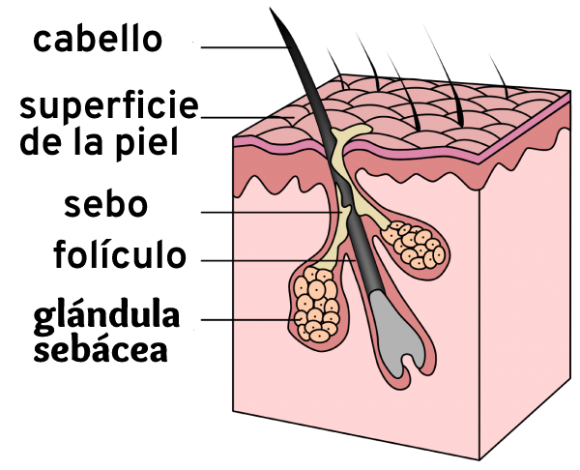 foliculo_piloso_microfue-580x470.png