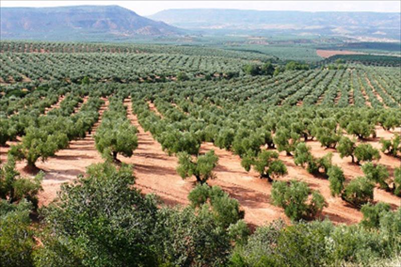 178-1_paisaje-olivo-patrimonio.jpg