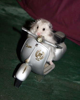 456d169b167ca3f43a9814c0c2b3043c--motorcycle-hamster.jpg