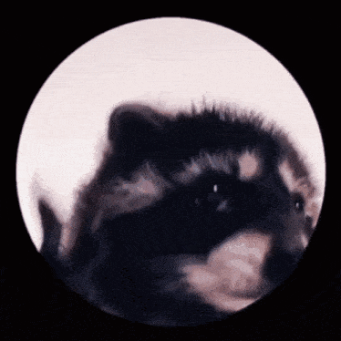 Mapache Pedro GIF - Mapache pedro - Discover & Share GIFs