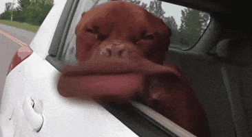 Windy GIF