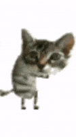 Dance Dancing GIF