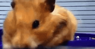 b35acc035500ddab9b64d76b4e45c367.gif