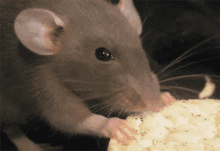tenor.gif