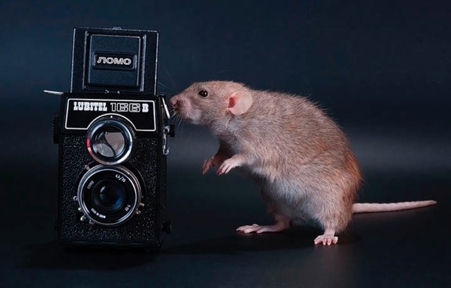 Rat-Camera-222.jpg