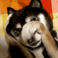 Frustrated Big Dog GIF