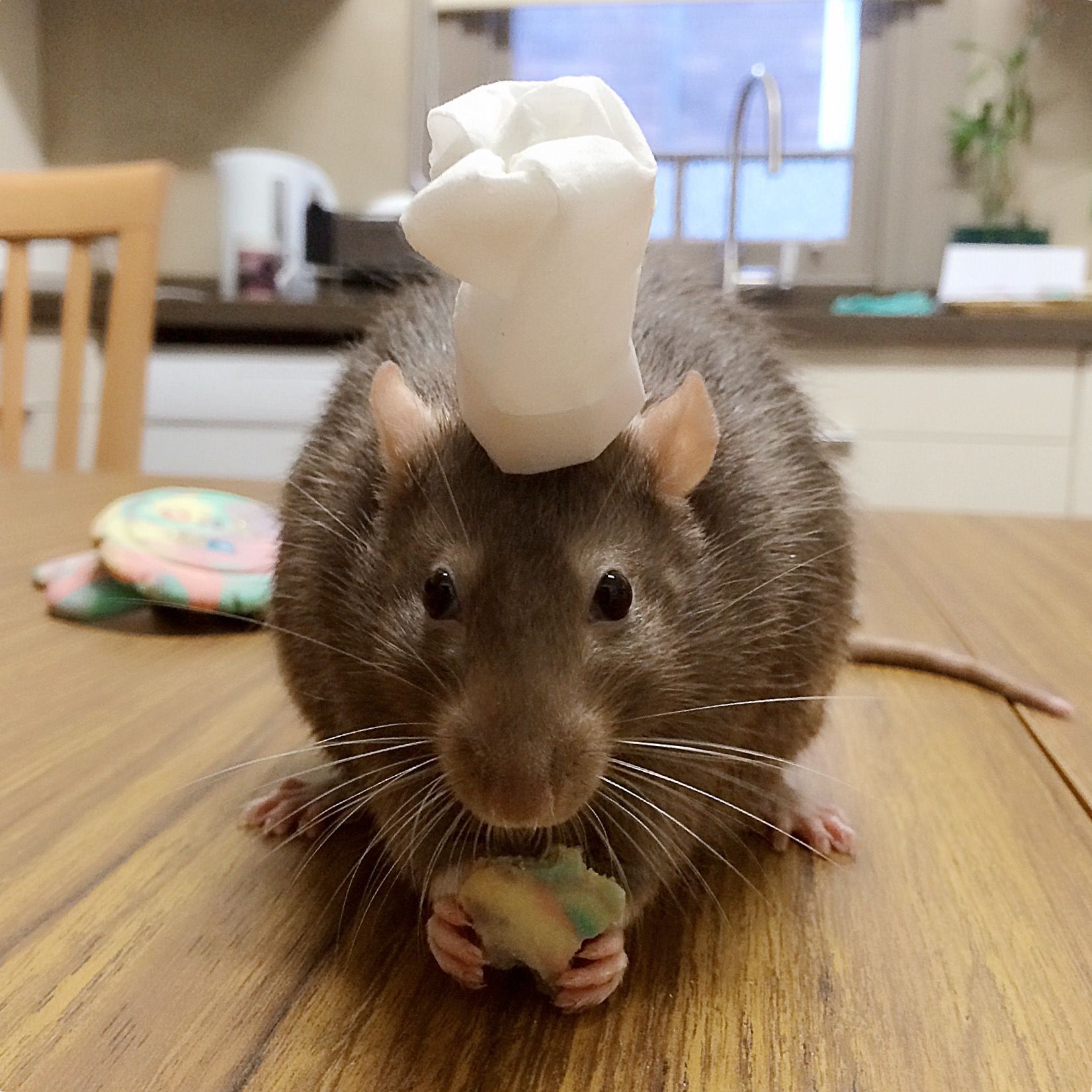 rat-in-chef-hat.jpg