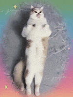 Happy Dance GIF