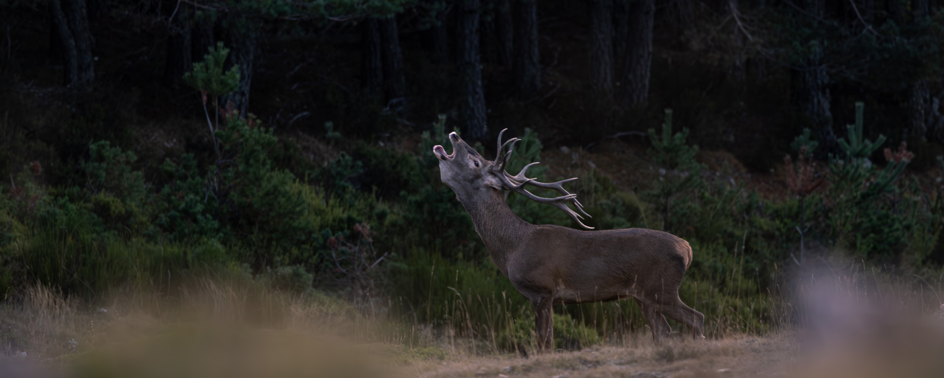 topspanishhunting.com
