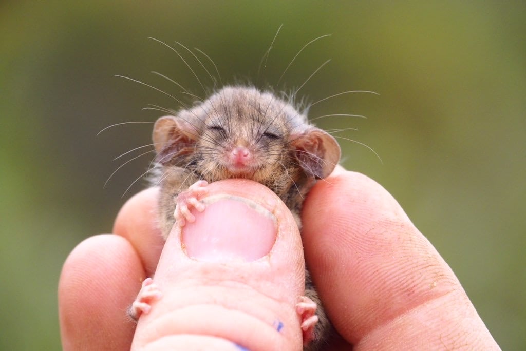little-pygmy-possum.jpg
