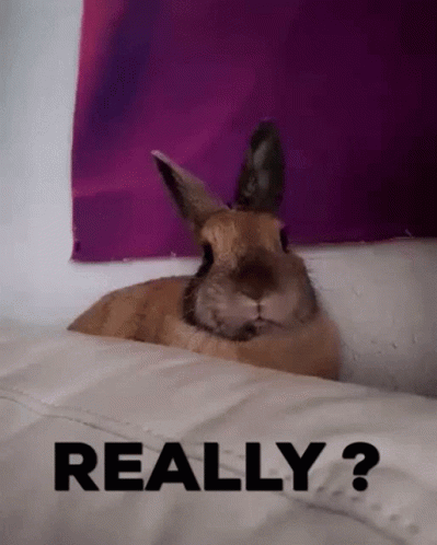 lol-bunny.gif