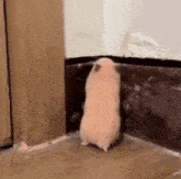 shock-hamster-hamster.gif