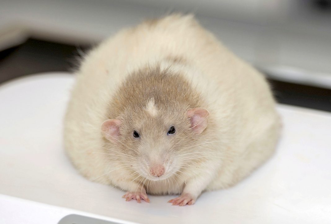 fat-rat-rotund-159641-1068x722.jpg