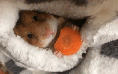 hampster-hamster.gif
