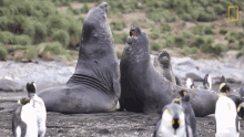banging-seals-short-film-showcase.gif