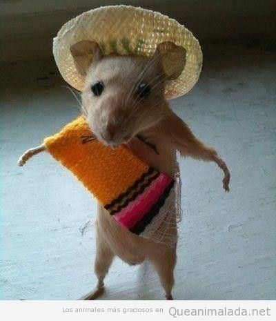 hamster-vestido-disfrazado-disfraz-mexicano.jpg