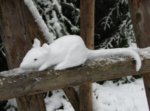 frozen-rat-2-300x223.jpg