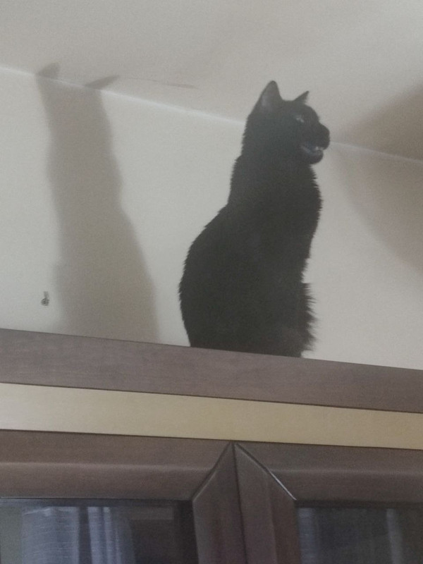 gato4.jpg