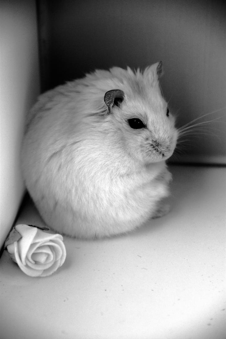 sad_hamster_by_steffy_bertels-d39zndn.jpg