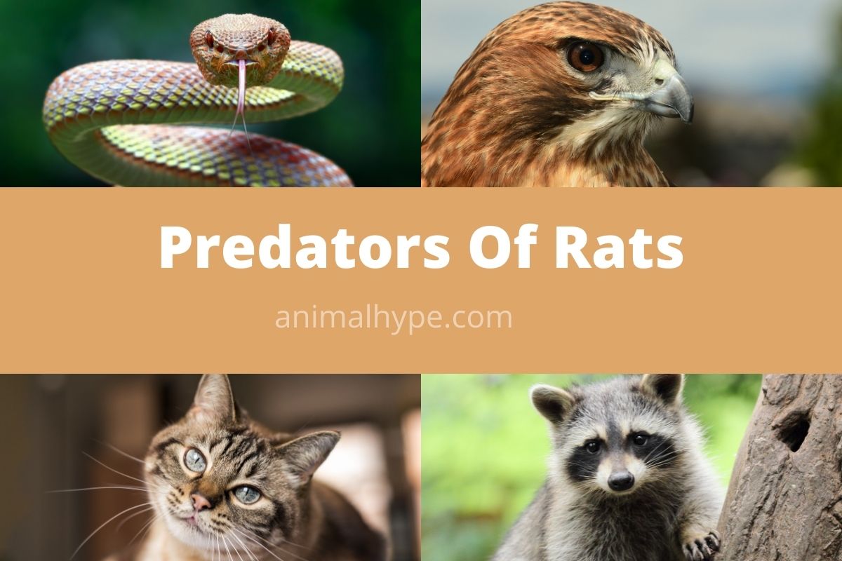 Predators-Of-Rats.jpg