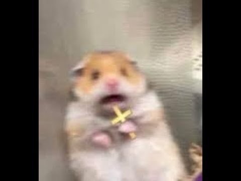 hqdefault.jpg