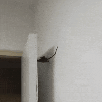 Squad Door GIF