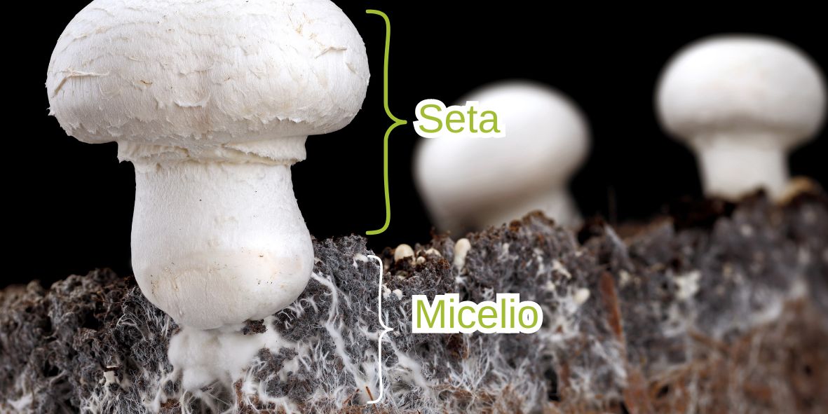 MICELTIA-FOTOS-BLOG1.jpg