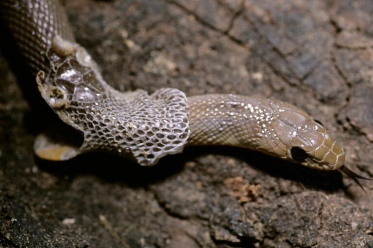 https://www.zooplus.es/magazine/wp-content/uploads/2021/09/Muda-de-serpiente.jpeg