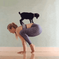 GIF by Random Goat