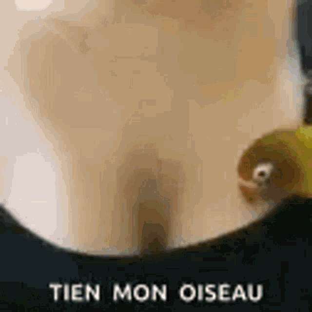 bird-feeding-on-boobs-your-bird.gif