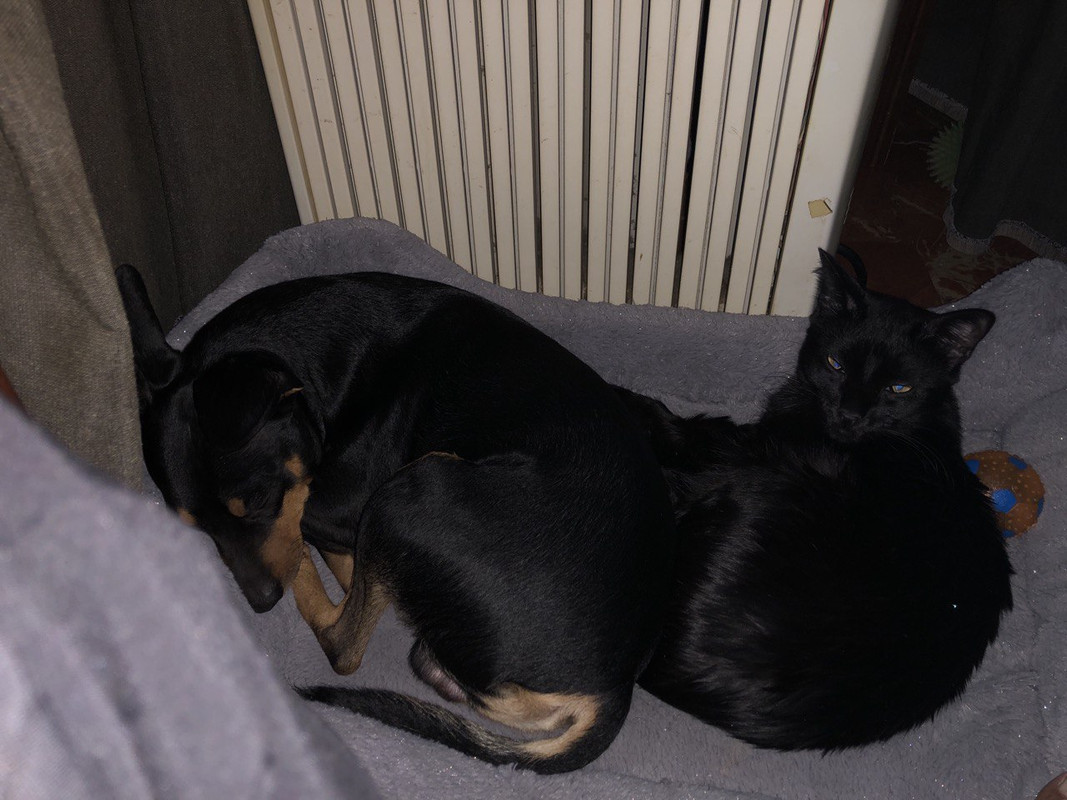 gato-y-perro2.jpg