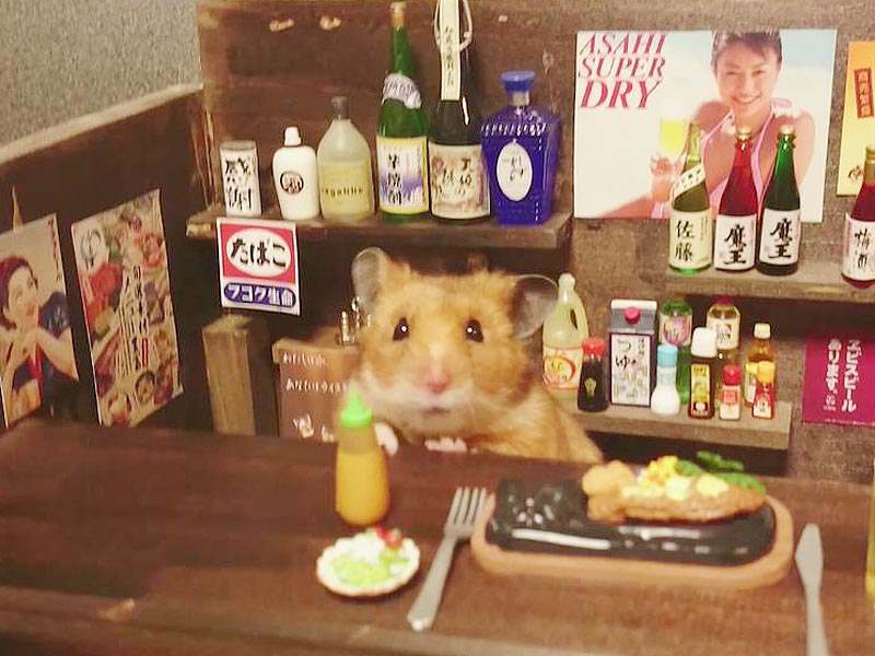 hamster-2-800.jpg