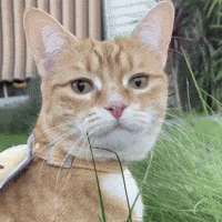 200.gif