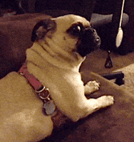 What Is It Wow GIF