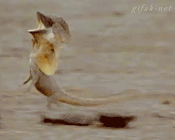 ir-cagando-leches-1594985033.gif