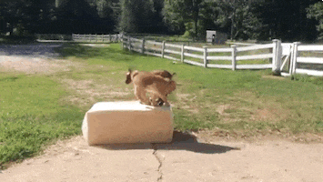 GIF by Random Goat