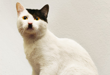 El misterio de los gatos parecidos a Hitler, resuelto por la ciencia | F5 |  EL MUNDO