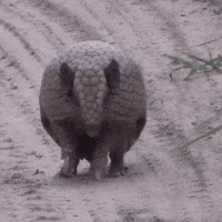 Pokemon Ball GIF