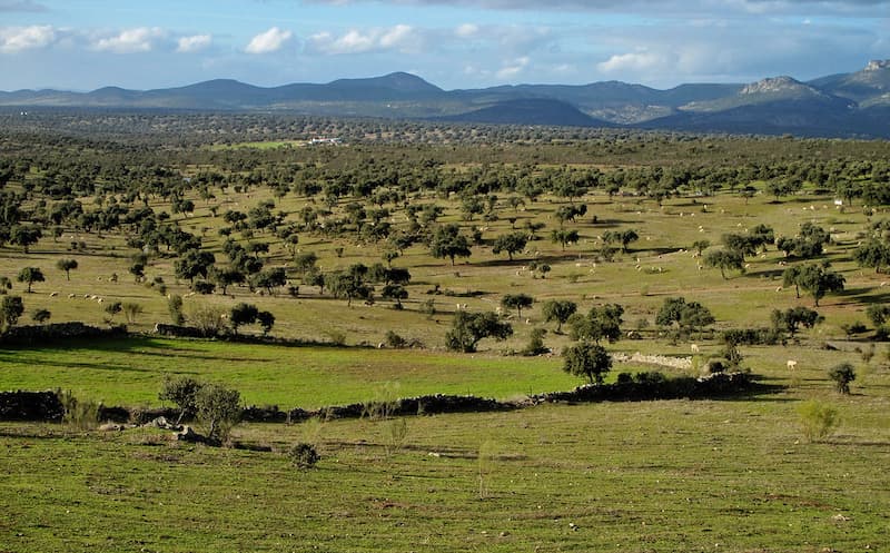 Valle-de-los-Pedroches.jpg