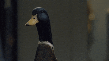 200.gif