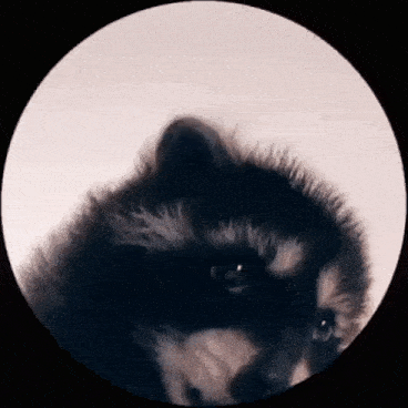 Racoon Pedro GIF - Racoon Pedro - Discover & Share GIFs