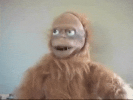 What The Hell Wtf GIF