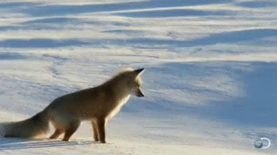 fox-fail.gif