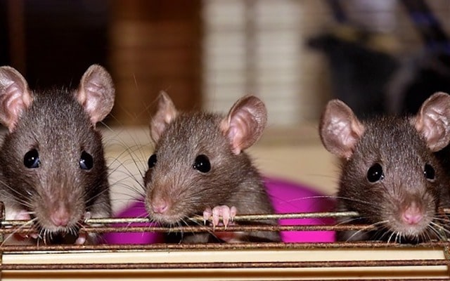 rat-numbers-rising.jpg