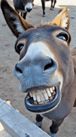 Donkey GIF