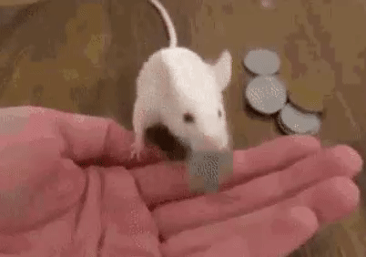 1764ab315a77fd2f3976a9db3ad43749.gif