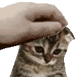 sadness-sad-kitty.gif