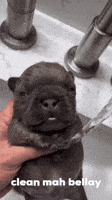 Pibble GIF