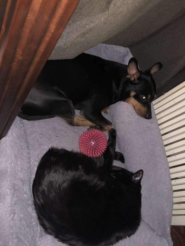 gato-y-perro.jpg