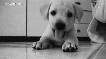 te GIF